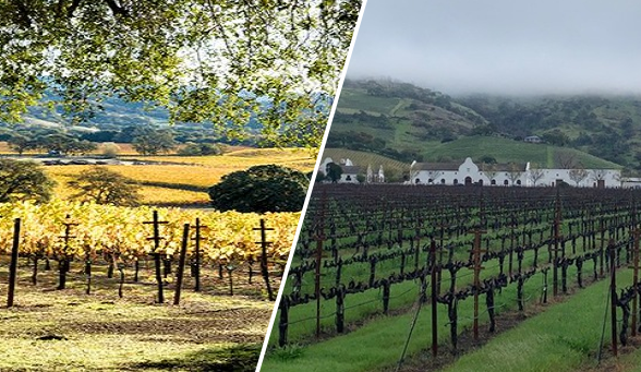 napa valley Split image showing Golden and green fields