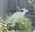 Close-up of a right-facing frosted  Jumping Kangaroo window cling clinging to glass, showing etched-glass texture and soft matte finish.