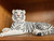 White "Ghost" Tiger Statuary 15"x8"x9"
