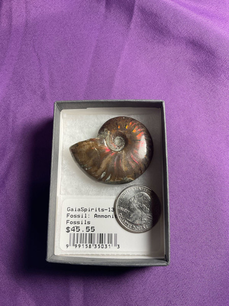 Fossil: Ammonite