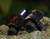 RC 1/76 Micro TRUCK POLICE Off-Road w/ LED Lights -BLACK-