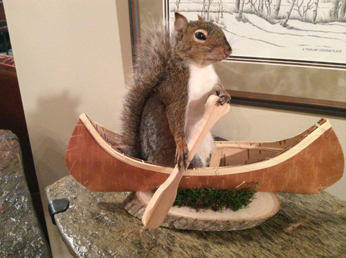 Canoeing Squirrel taxidermy
