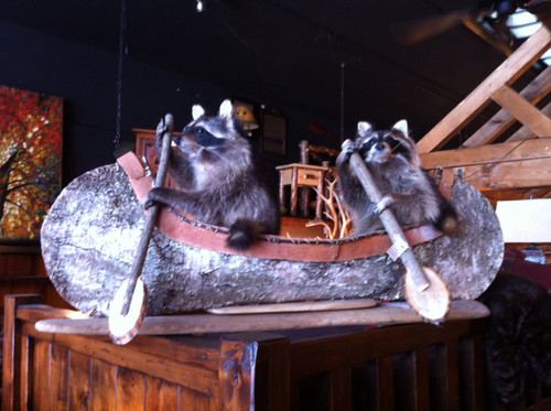 Canoeing Raccoons Taxidermy