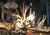 4 Light Mule Deer Antler Shed Chandelier - $2399.00