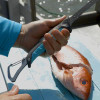 TOADFISH - 7" Stowaway Filet Knife - Teal