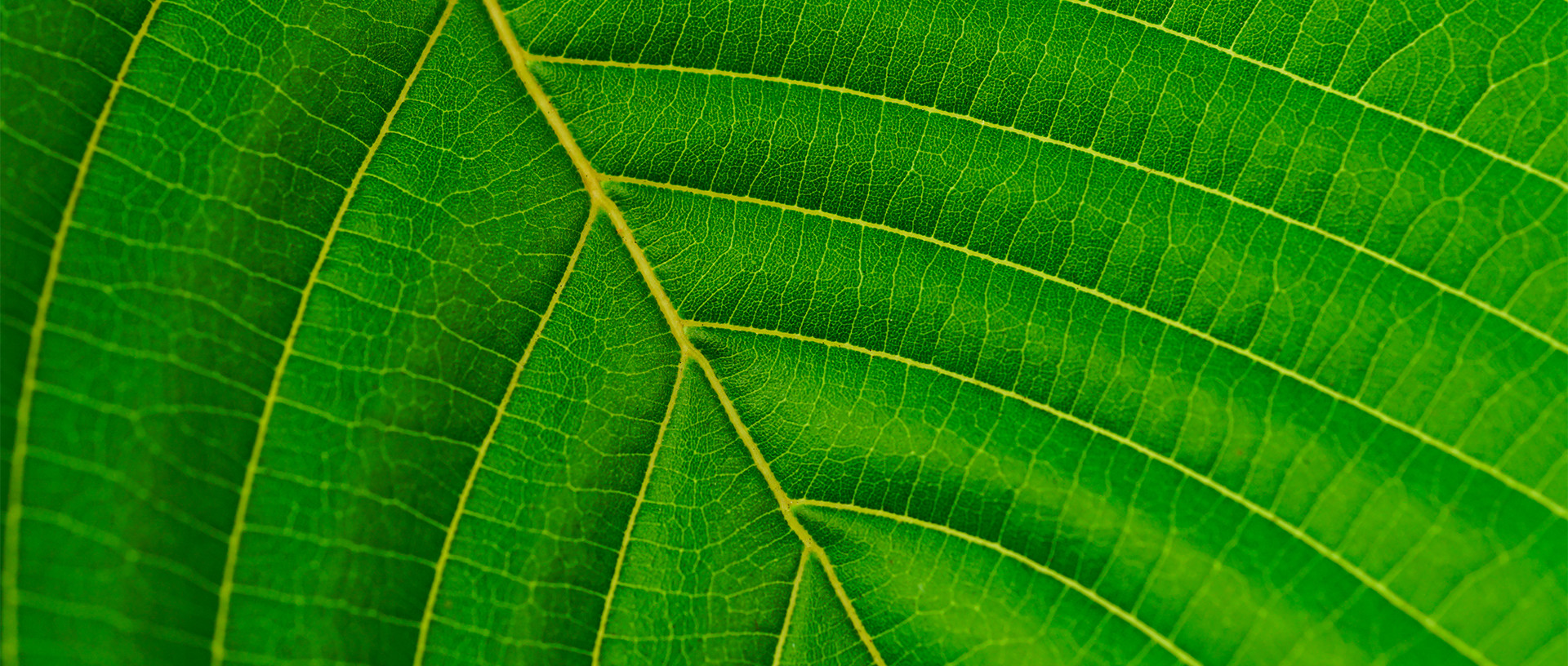 Green Malay Kratom Guide thumbnail image