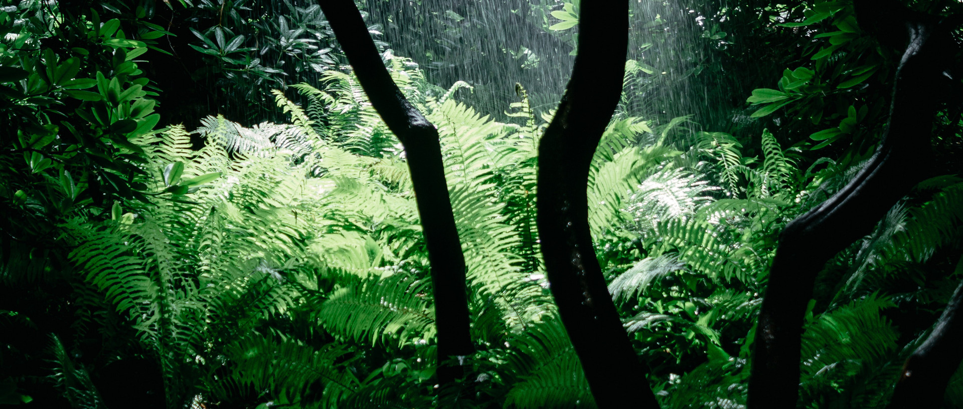 Red Boreno Kratom thumbnail image