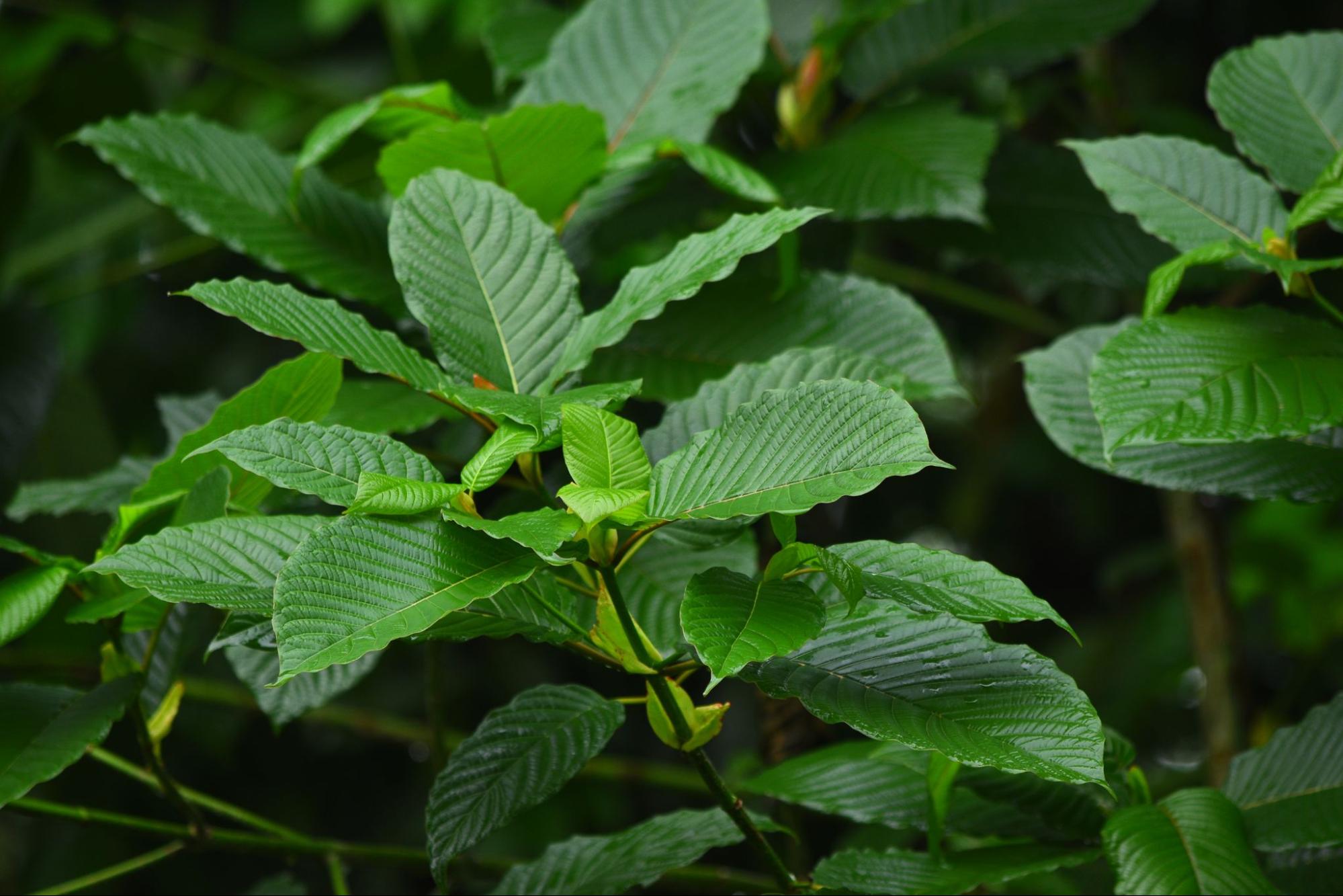 Type of kratom