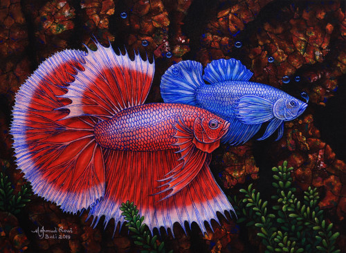 Signed Painting of Red and Blue Betta Fish from Bali 'A Couple of Mature Betta Fish'