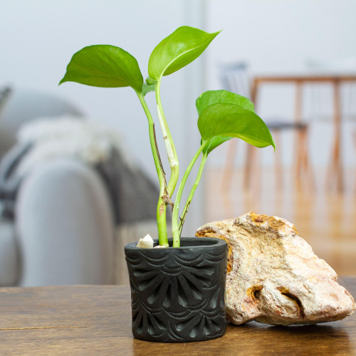 Mexican Handmade Barro Negro Black Ceramic Mini Flower Pot 'Oval  Peacock'