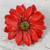 Natural Aster Flower Brooch in Cardinal Red from Thailand 'Let It Bloom in Cardinal Red'