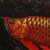 Signed Realist Arowana Fish Painting from Bali 2010 'Refreshing'