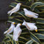 White Wood Dove Ornaments Set of 5 'Hope Doves'