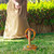 Wooden Ring Toss Game with Upcycled Sari Fabric from India 'Sari Ring Toss'