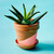 Terracotta Planter Pot from India 'Sleek Garden in Pink'
