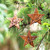 Hand Carved Star-Shaped Holiday Ornaments Set of 3 'Sunny Christmas'