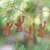 Hand Carved Wooden Christmas Ornaments Set of 4 'Simple Angels'