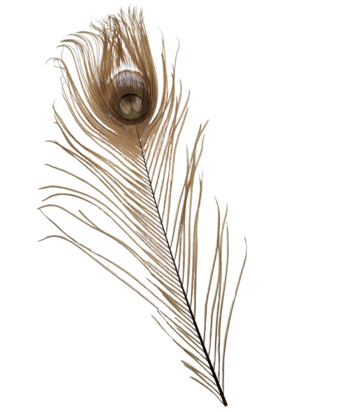 CACTUS RANCH FEATHER PEACOCK EYE BEIGE - HATS ADD-ONS  - F-PE-B
