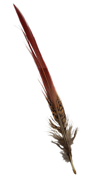 CACTUS RANCH FEATHER POINTER RED TIP - HATS ADD-ONS  - F-54