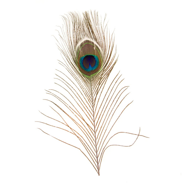 CACTUS RANCH FEATHER PEACOCK EYE - HATS ADD-ONS  - F-PE