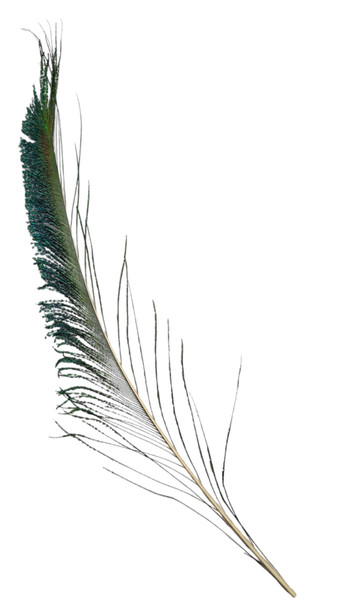 CACTUS RANCH FEATHER PEACOCK SWORD - HATS ADD-ONS  - F-PS