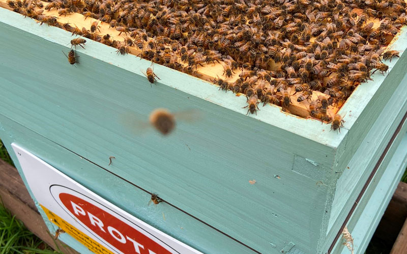 A hive showing our bee friendly and safe wood stains and paints