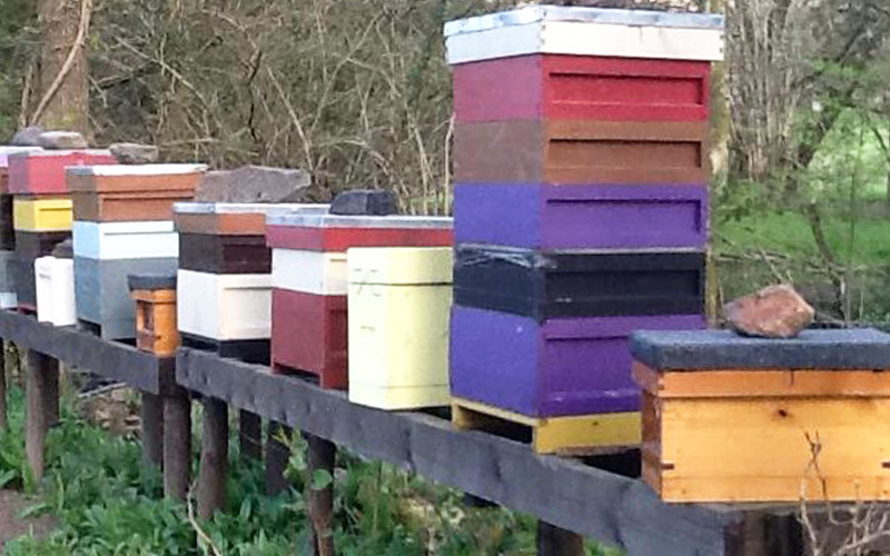 Many hives showing our bee friendly and safe wood stains and paints