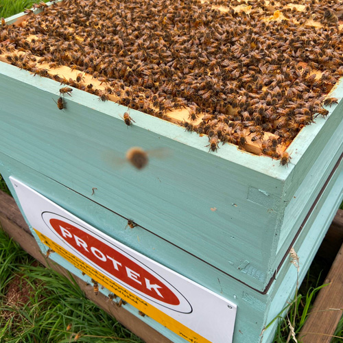 A beehive with lots of bees painted in our Royal Exterior Spring Green