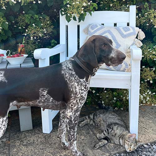 Our pet friendly wood stains and paints chair makeover