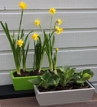 Small planters for window painted in Royal Lime Green and Warm Clay