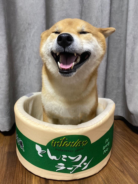 Color: Green, Size: S - Japanese instant noodles dog''s nest