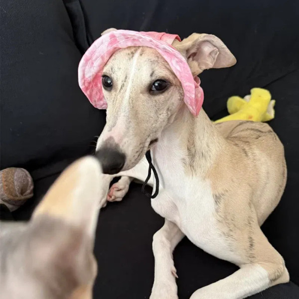 Color: Red, Size: S - Summer Little Greyhound Sunscreen Hat Outdoor Hat Ear Holes Adjustable Cap fo