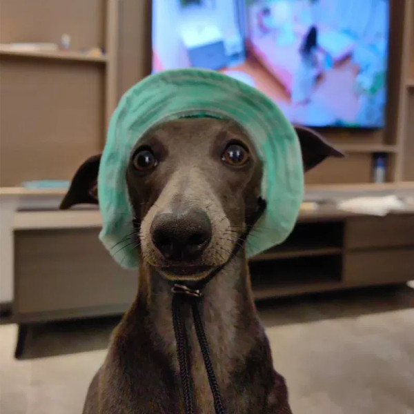 Color: Light Grey, Size: S - Summer Little Greyhound Sunscreen Hat Outdoor Hat Ear Holes Adjustable