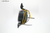 Titus HVAC Motor (10095301) - Motors