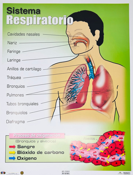 SISTEMA RESPIRATORIO