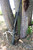 HCR Vero Vellini Rifle Sling in Green, hanging on a tree branch for outdoor hunting use.