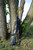 HCR Vero Vellini Rifle Sling with QD Mounts in Black, mounted on a rifle leaning against a tree outdoors.