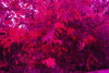 View of same tree through stress detection glasses. Dead/dying foliage shows bright red.
