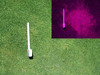 NASA Turf Stress Detection Glasses showing Fusarium Patch disease on turf