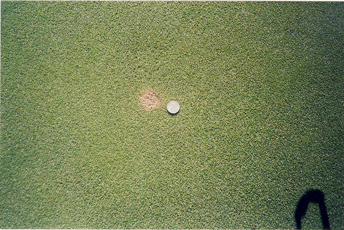 Before - Duich Ball Mark Plugger 