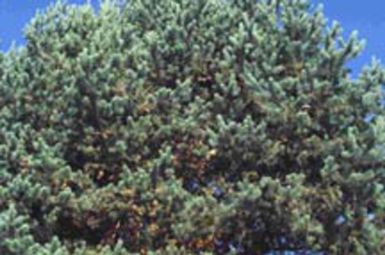 Normal view of tree showing live and dead foliage.