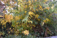 Normal view of tree showing live and dead foliage