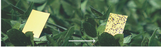 Spot-On Water Sensitive Paper for spray pattern indication