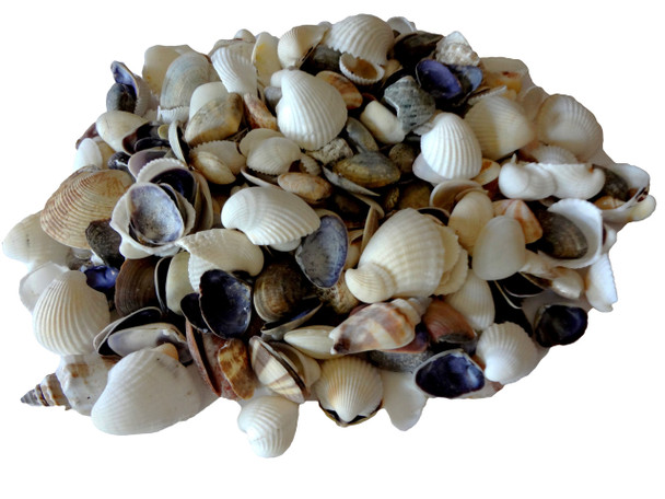 Small Assorted Sea Shells