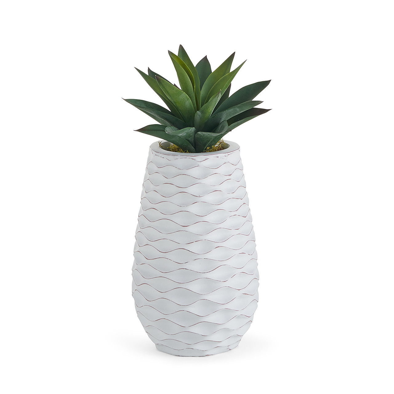 In-store Only - 8 in. Aloe Plant with White Washed Wave Drop Planter