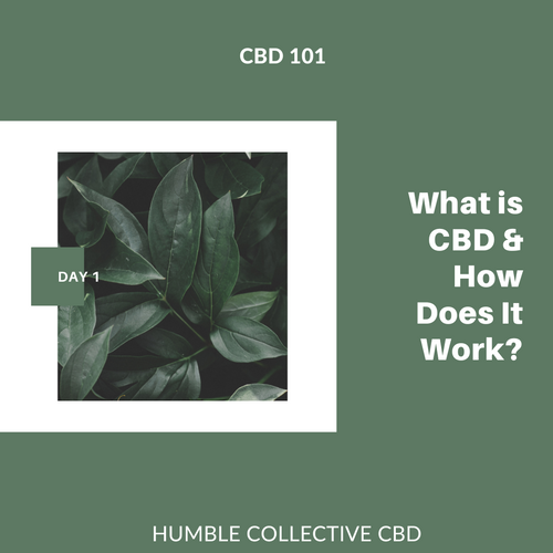 CBD 101: Part 1 "What is CBD & How Does It Work?"