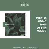 CBD 101: Part 1 "What is CBD & How Does It Work?"