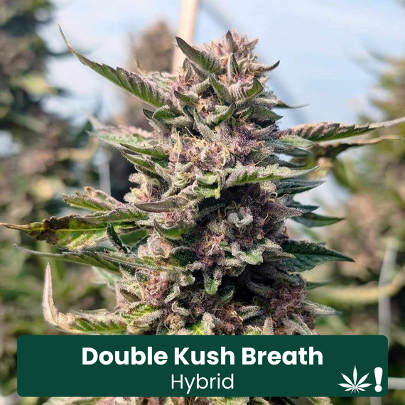 Double Kush Breath THCA Hemp Flower Double Kush Breath THCA Hemp Flower