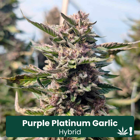 Purple Platinum Garlic THCA Hemp Flower Purple Platinum Garlic THCA Hemp Flower
