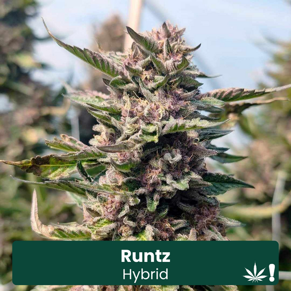 Runtz Hybrid THCA Hemp Flower Runtz Hybrid THCA Hemp Flower